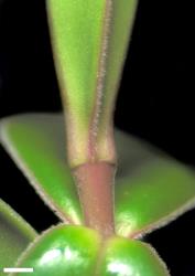 Veronica obtusata. Leaf bud with no sinus. Scale = 1 mm.
 Image: W.M. Malcolm © Te Papa CC-BY-NC 3.0 NZ